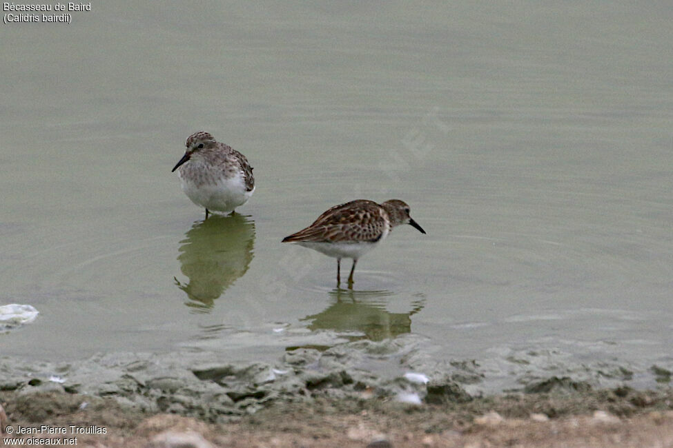 Baird's Sandpiper