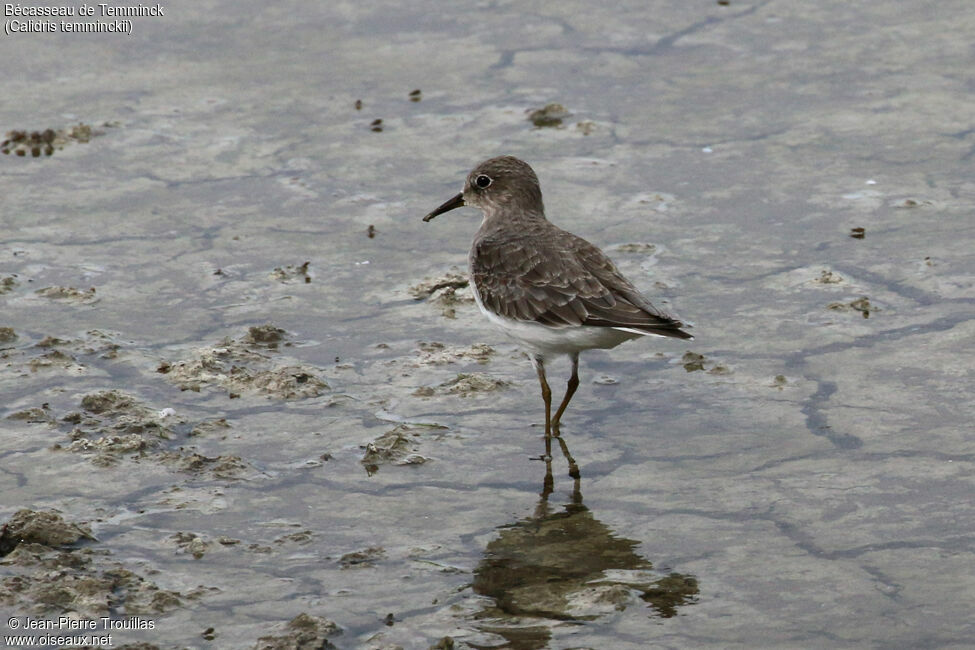 Temminck's Stint