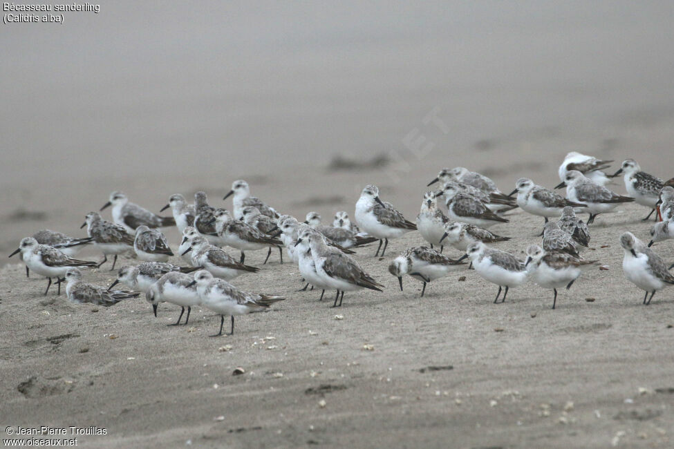 Sanderling