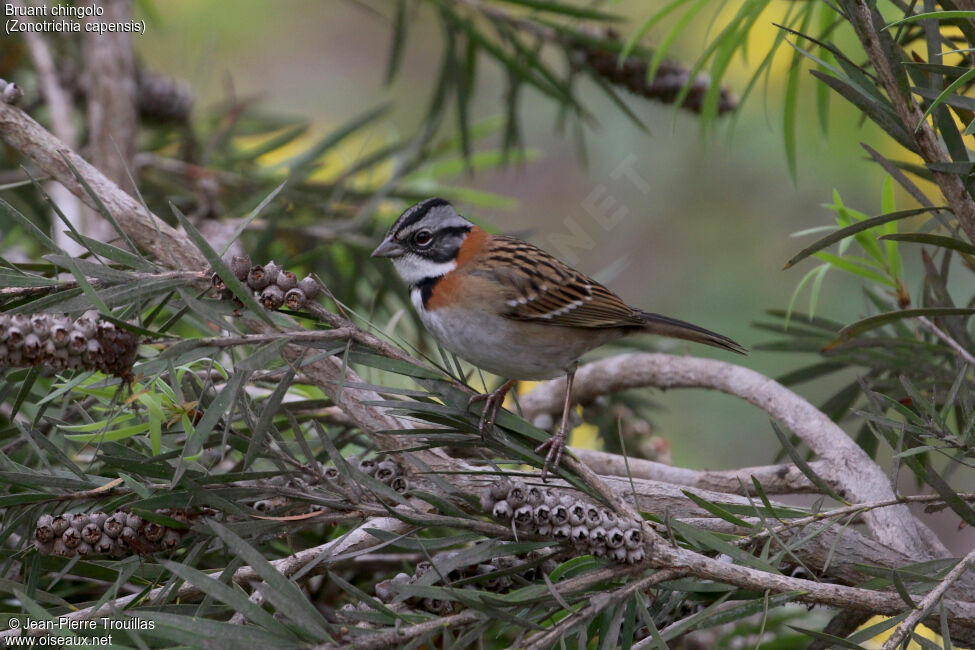 Rufous-collared Sparrow