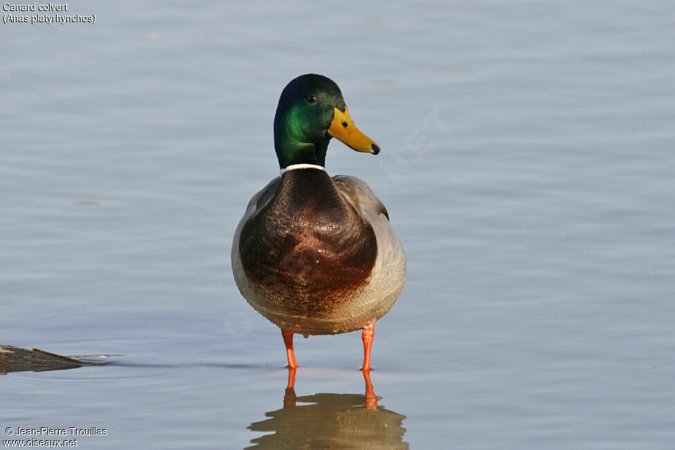 Canard colvert