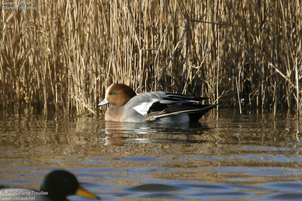 Canard siffleur