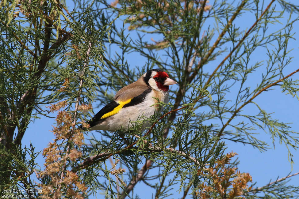 Chardonneret élégant mâle adulte, habitat