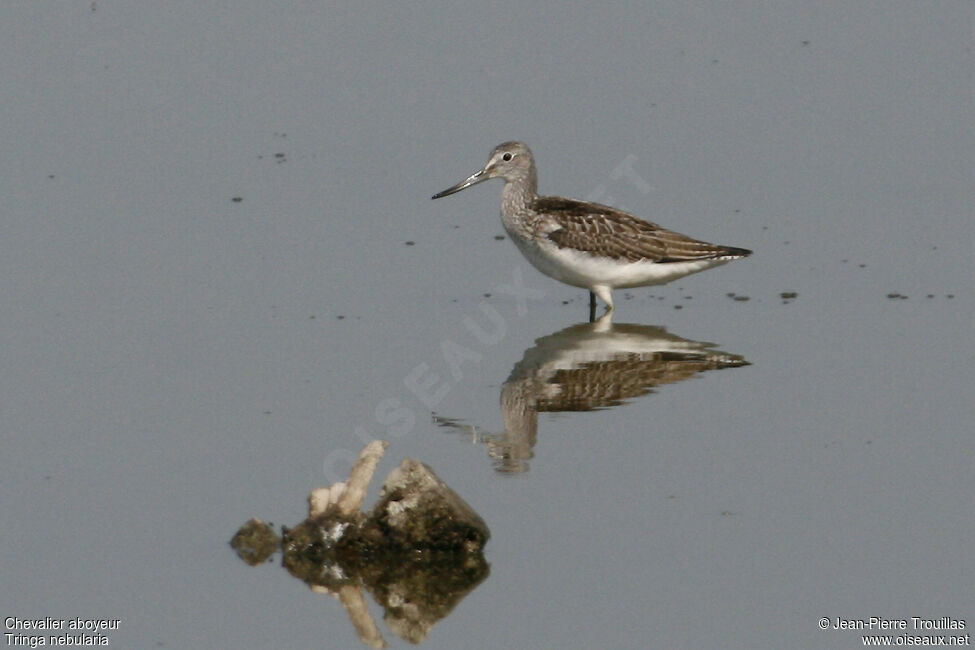 Common Greenshank