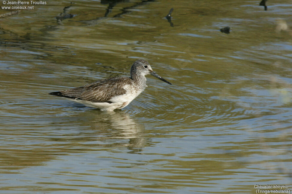 Common Greenshank