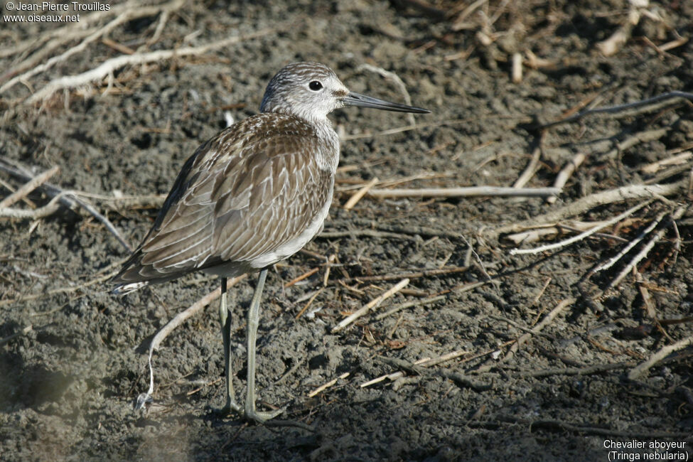 Common Greenshank
