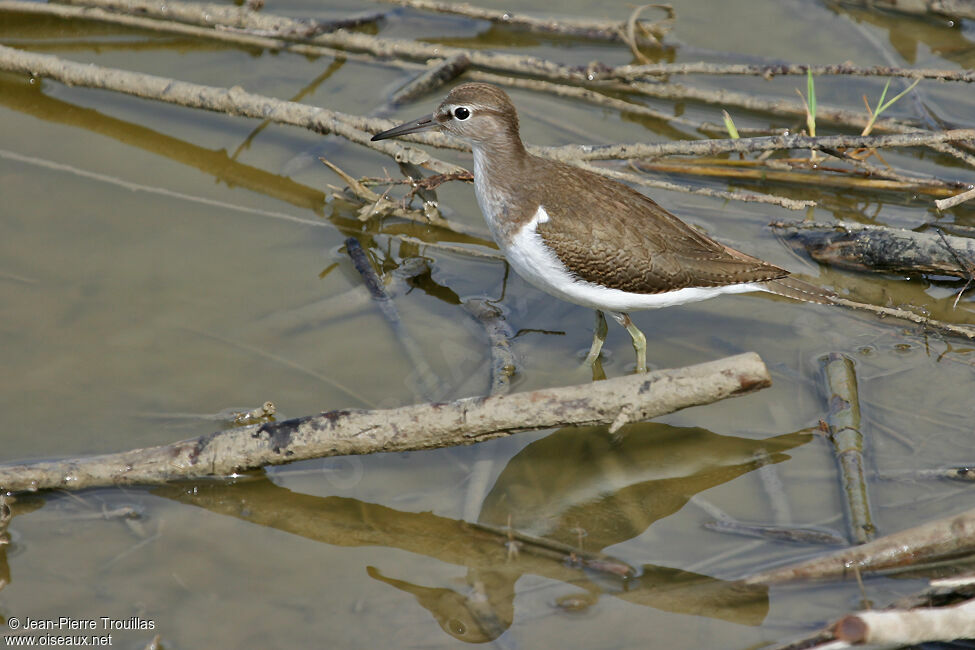 Common Sandpiper