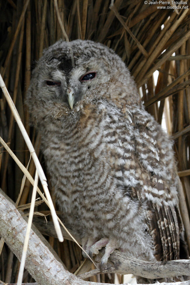 Chouette hulottejuvénile