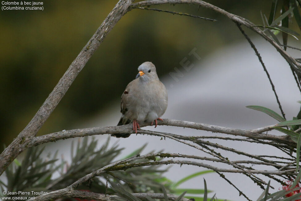 Croaking Ground Dove