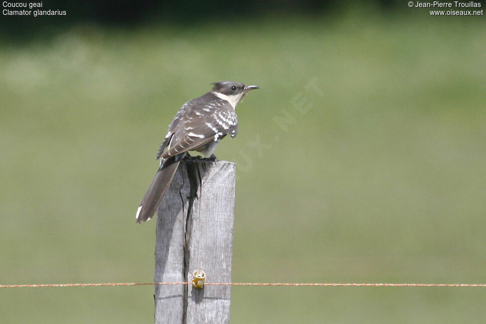 Great Spotted Cuckoo