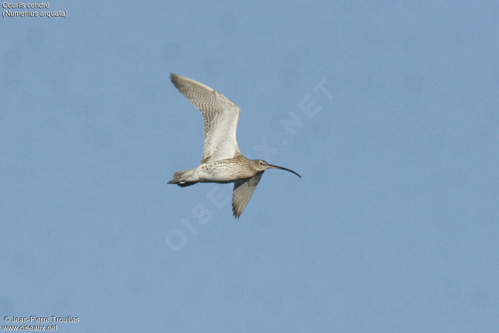 Eurasian Curlew