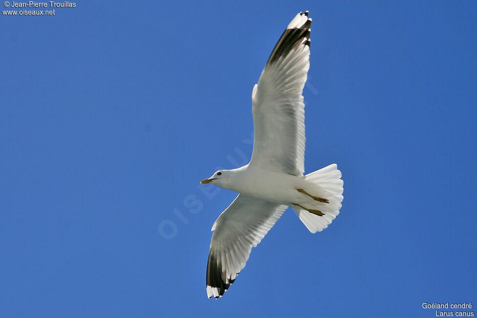 Common Gull