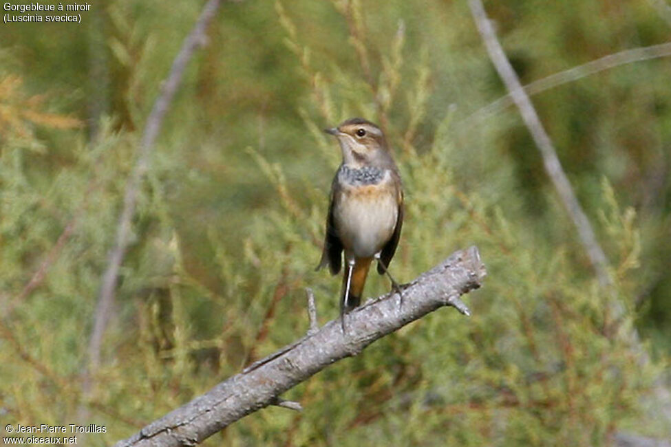 Bluethroat