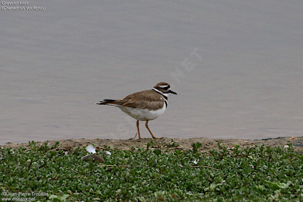 Killdeer