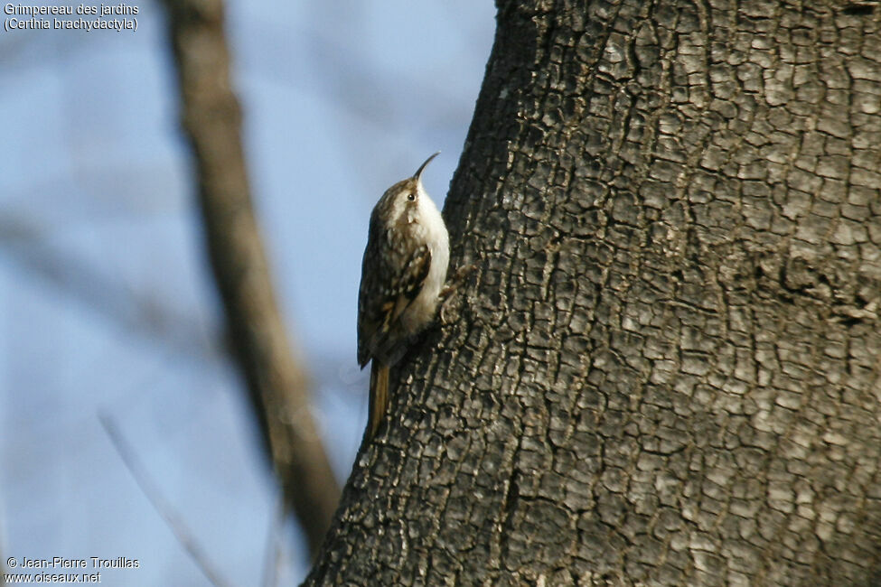 Short-toed Treecreeper