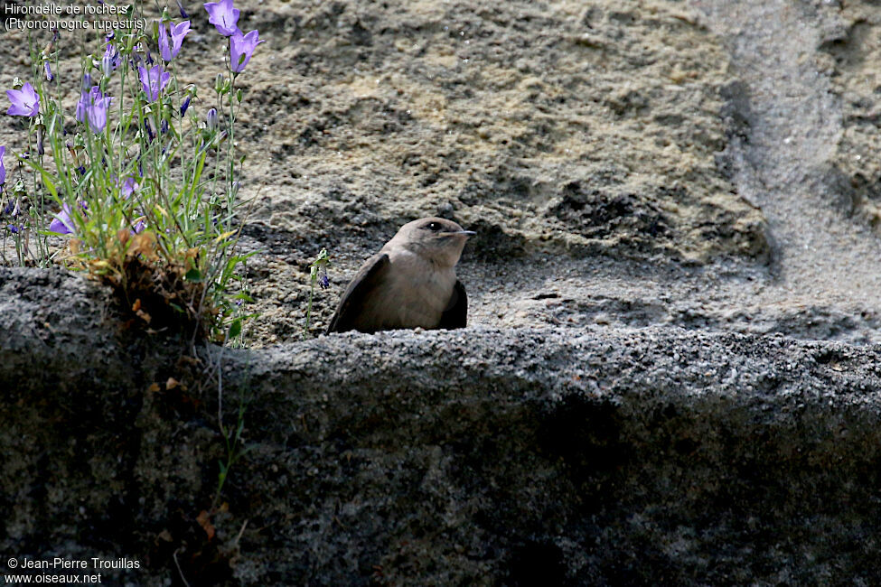 Hirondelle de rochers