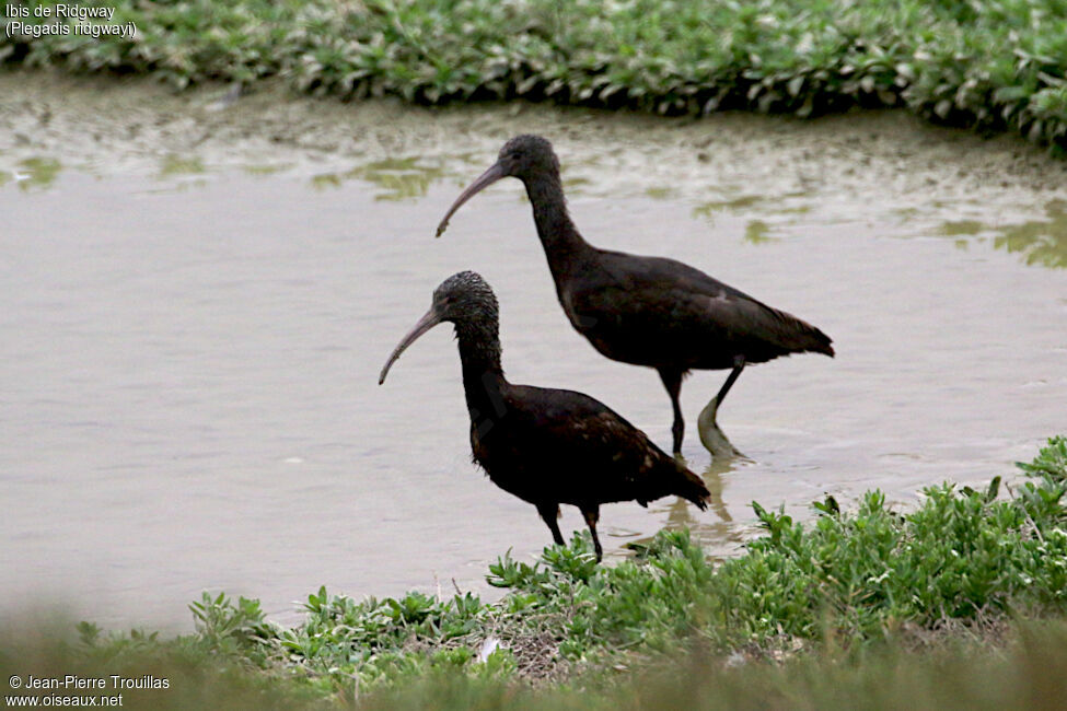 Ibis de Ridgway
