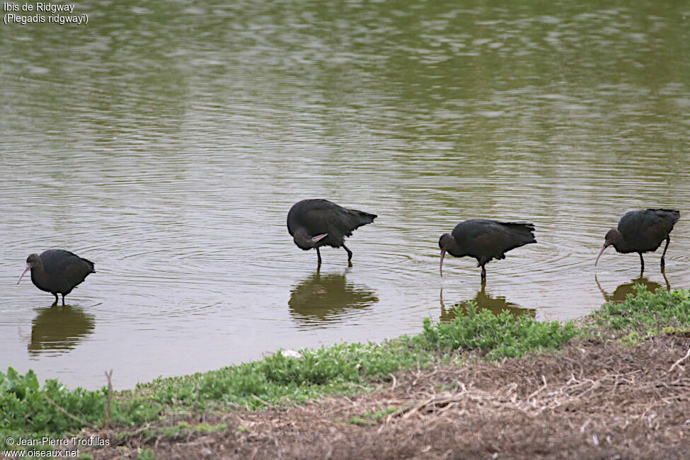 Puna Ibis