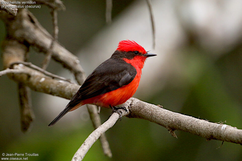 Vermilion Flycatcher
