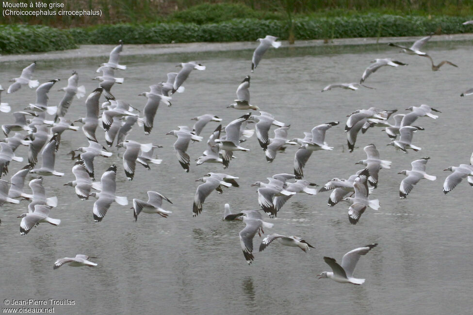 Grey-headed Gull