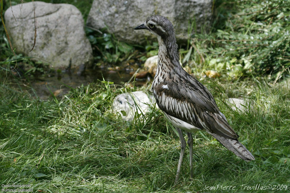 Bush Stone-curlew