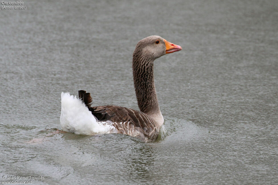 Greylag Goose