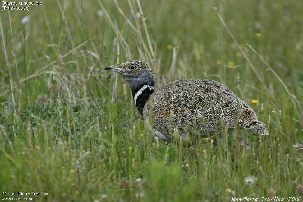 Little Bustard