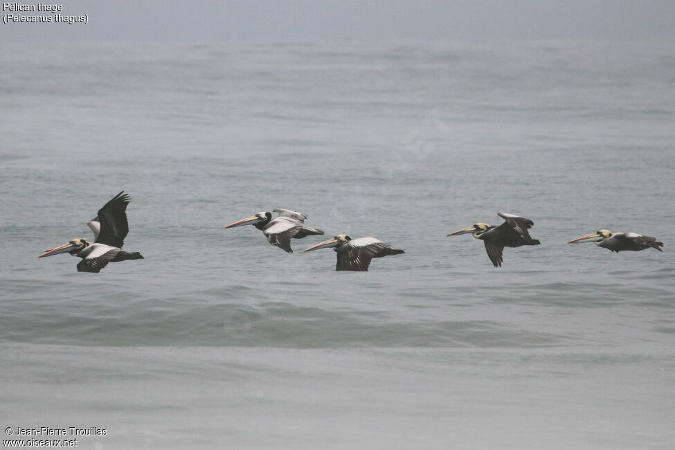 Peruvian Pelican