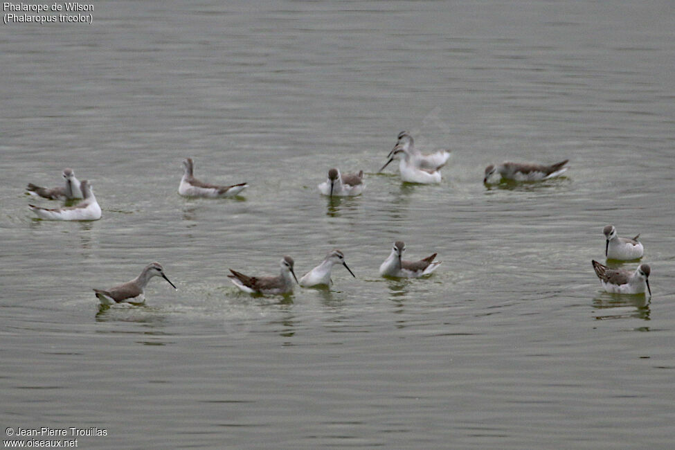 Wilson's Phalarope