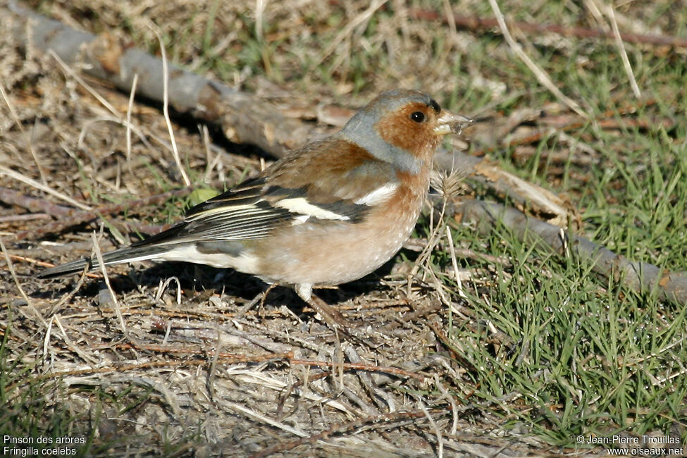 Eurasian Chaffinch male adult