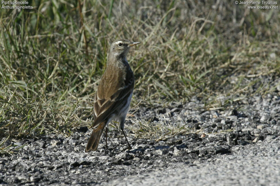 Water Pipit