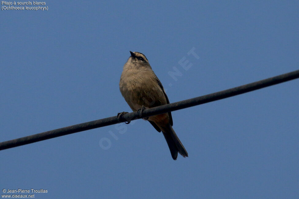 White-browed Chat-Tyrant