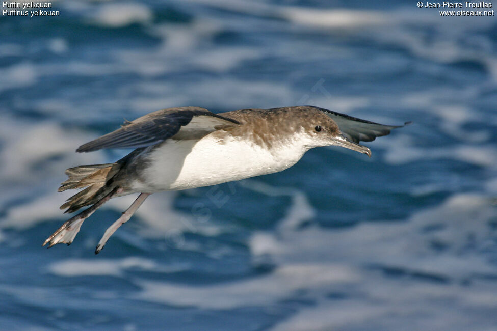 Yelkouan Shearwater