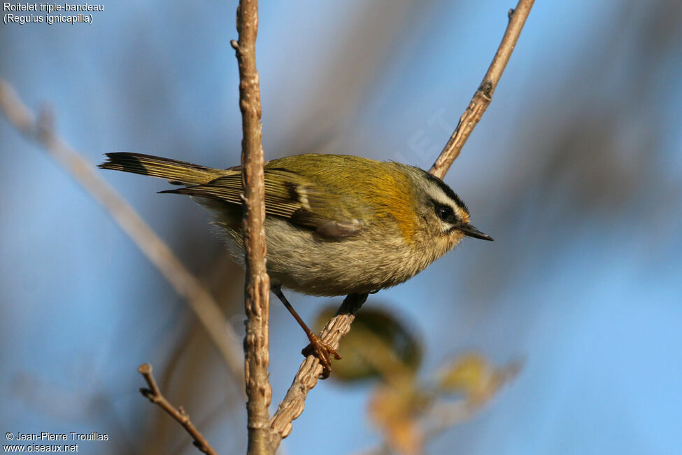 Common Firecrest