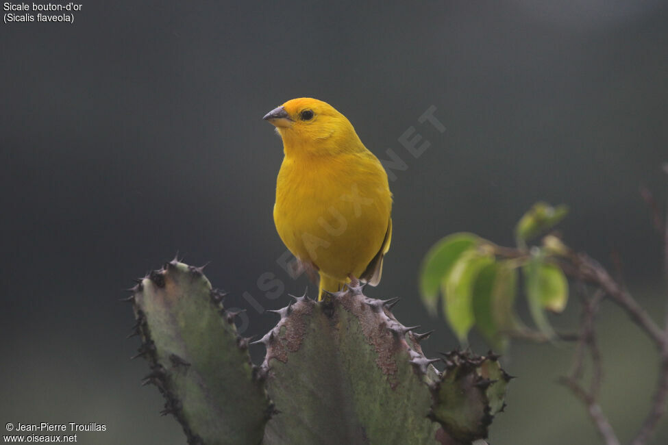 Saffron Finch