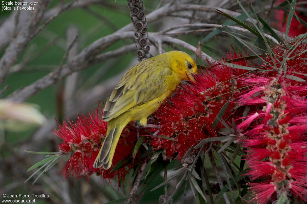 Saffron Finch