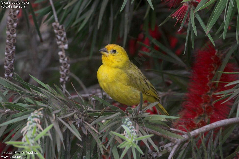 Saffron Finch