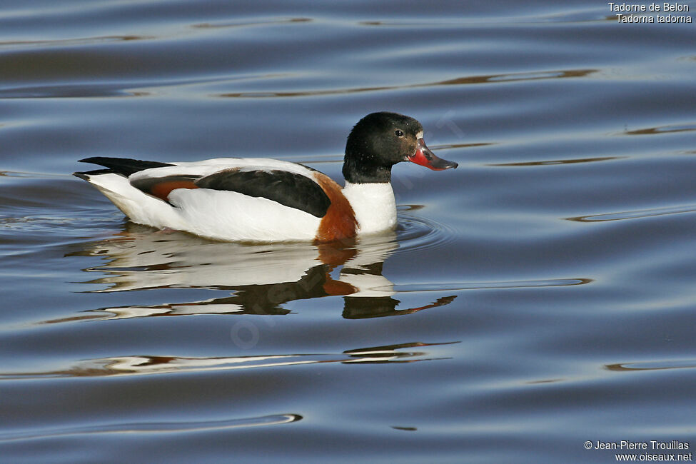 Common Shelduck female adult