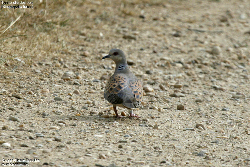 European Turtle Dove