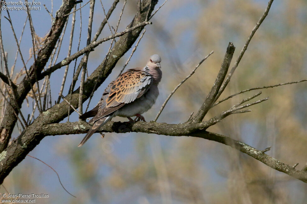 European Turtle Dove