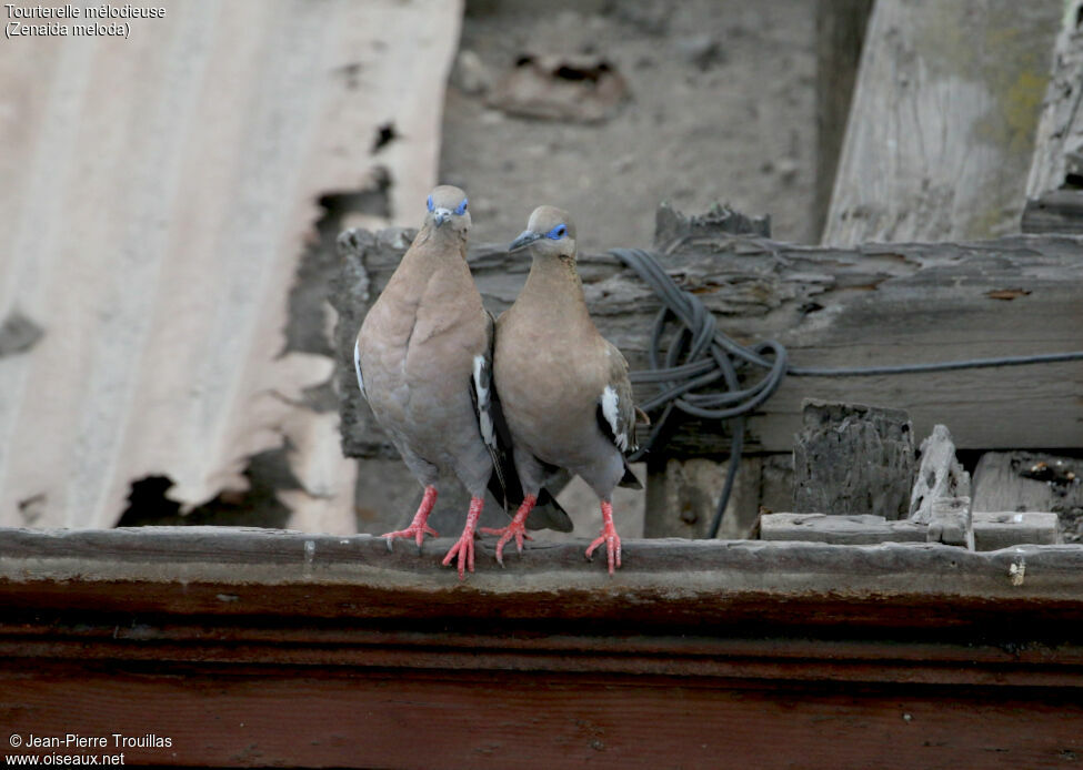 West Peruvian Dove
