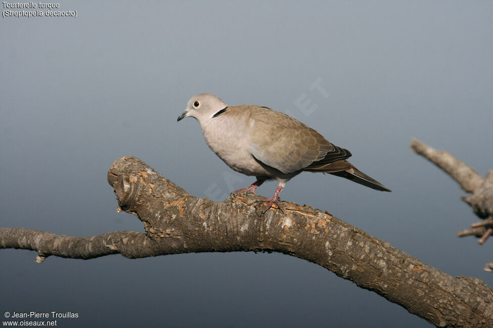 Eurasian Collared Dove