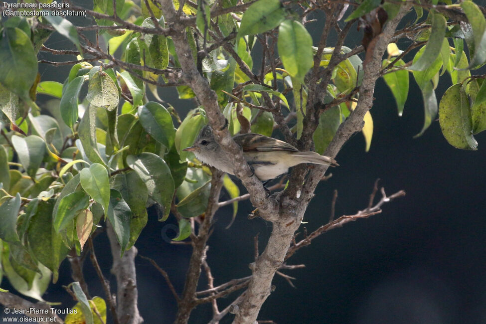 Tyranneau passegris