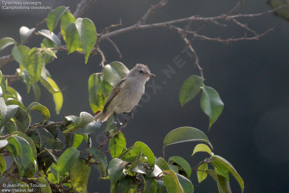 Southern Beardless Tyrannulet