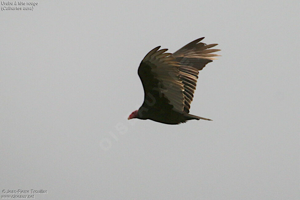 Urubu à tête rouge