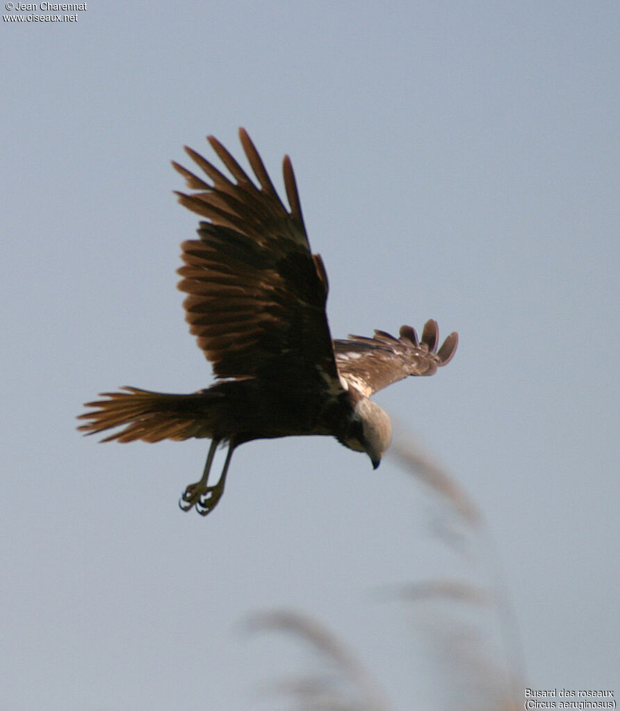 Western Marsh Harrier