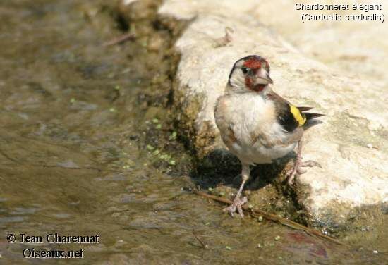 European Goldfinch