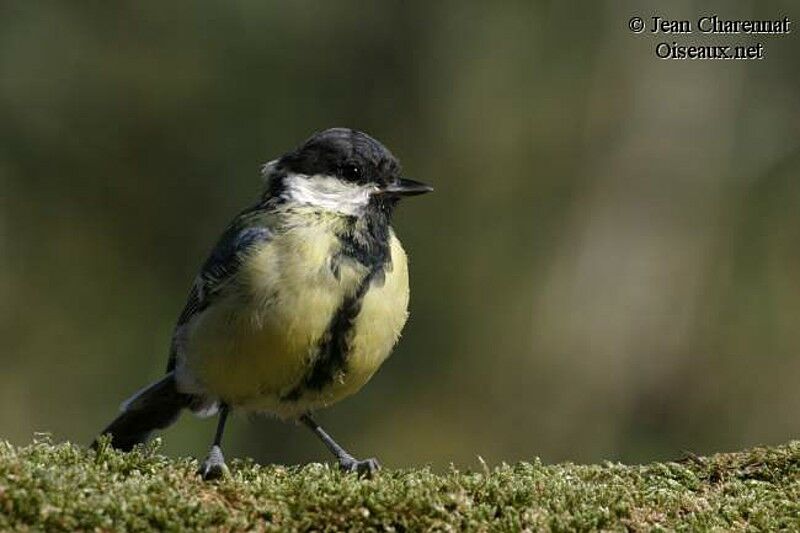 Great Tit