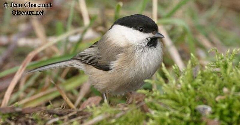 Mésange nonnette