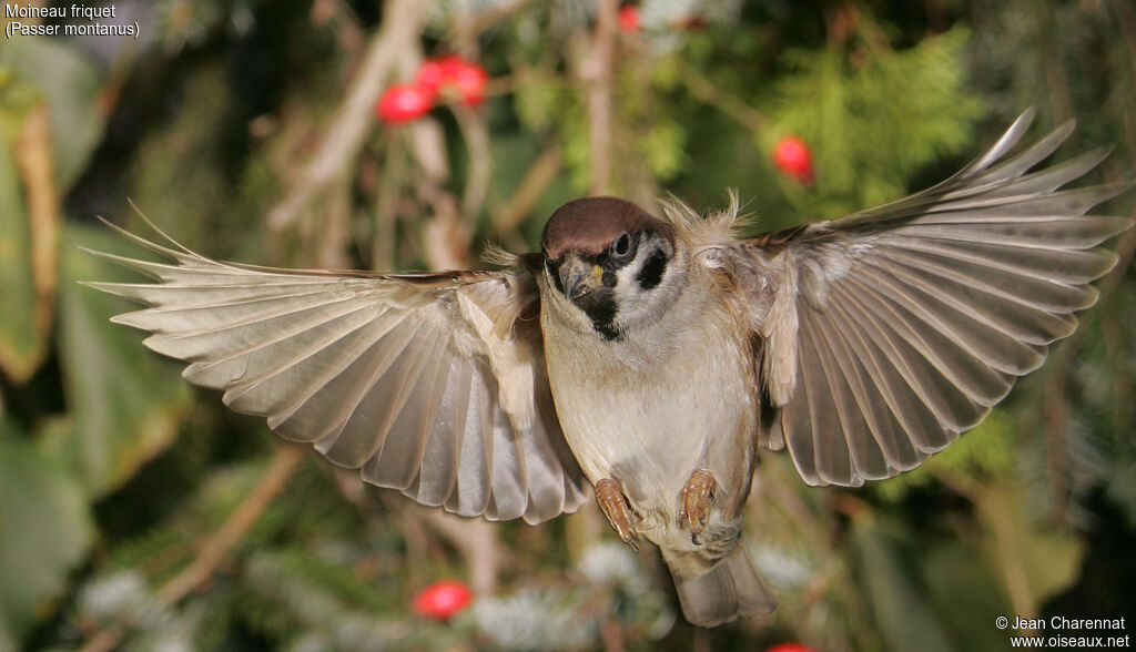 Eurasian Tree Sparrow